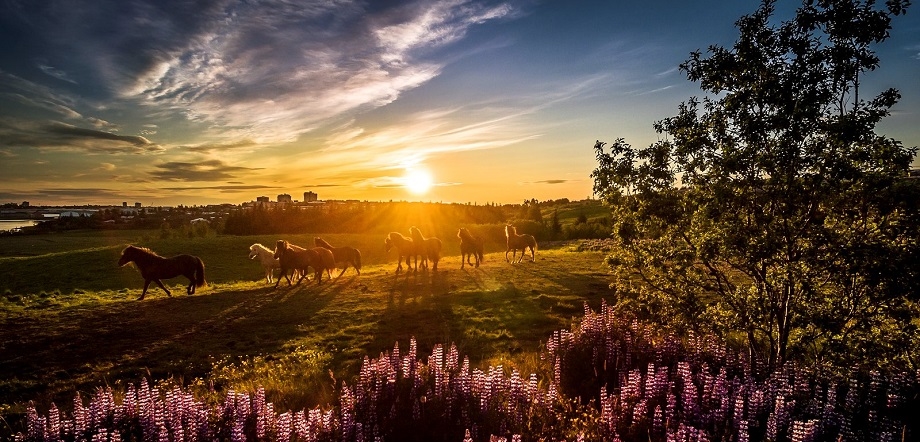 Picture by Brynja Berndsen Bjarkdottir / Business Iceland